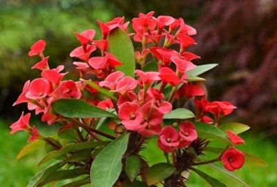 多肉植物（大戟科） - 图画吧TUHUABA
