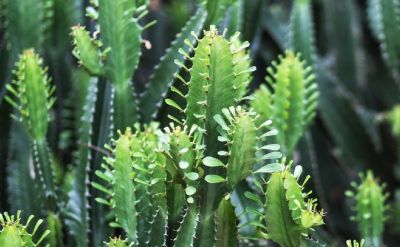 多肉植物（大戟科） - 图画吧TUHUABA