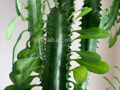 多肉植物（大戟科） - 图画吧TUHUABA