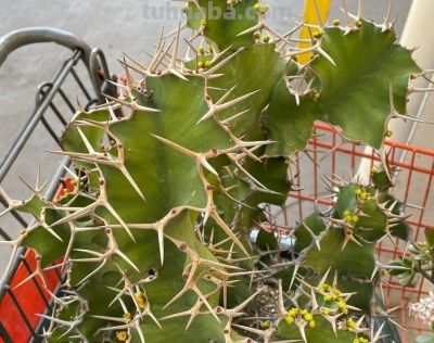 多肉植物（大戟科） - 图画吧TUHUABA