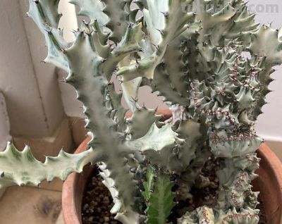 多肉植物（大戟科） - 图画吧TUHUABA
