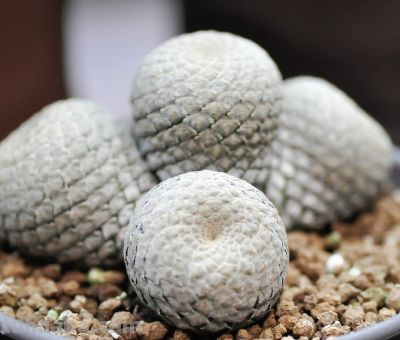 多肉植物（大戟科） - 图画吧TUHUABA