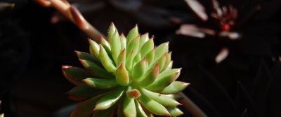 多肉植物（大戟科） - 图画吧TUHUABA