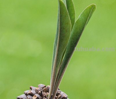 多肉植物（大戟科） - 图画吧TUHUABA
