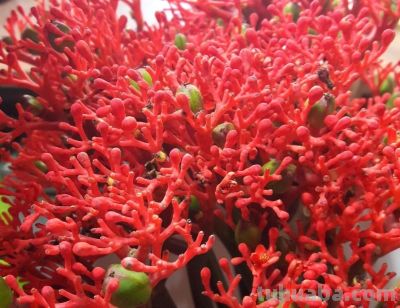 多肉植物（大戟科） - 图画吧TUHUABA