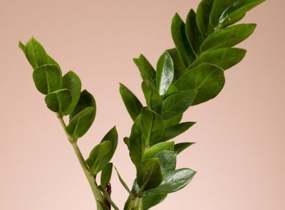 多肉植物（大戟科） - 图画吧TUHUABA