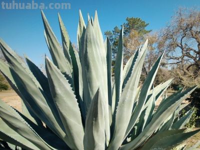 多肉植物（龙舌兰科） - 图画吧TUHUABA
