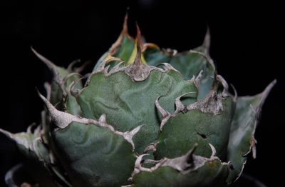 多肉植物（龙舌兰科） - 图画吧TUHUABA