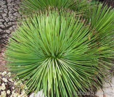 多肉植物（龙舌兰科） - 图画吧TUHUABA