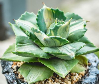多肉植物（龙舌兰科） - 图画吧TUHUABA
