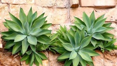 多肉植物（龙舌兰科） - 图画吧TUHUABA