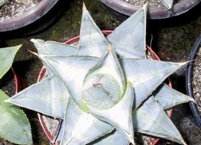 多肉植物（龙舌兰科） - 图画吧TUHUABA