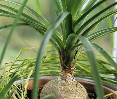 多肉植物（龙舌兰科） - 图画吧TUHUABA
