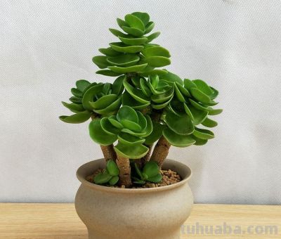 多肉党狂喜！普货多肉养护技巧，新手也能养出粉嫩状态 - 图画吧TUHUABA