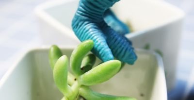 别再踩坑了！5种便宜皮实多肉，新手随便养都爆盆贵货都靠边站！ - 图画吧TUHUABA