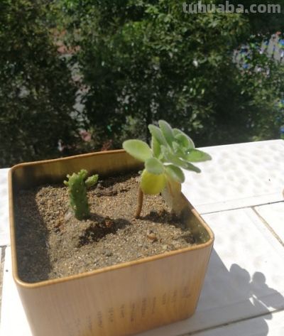 别再踩坑了！5种便宜皮实多肉，新手随便养都爆盆贵货都靠边站！ - 图画吧TUHUABA