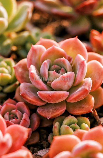 多肉植物壁纸治愈分享 - 图画吧TUHUABA