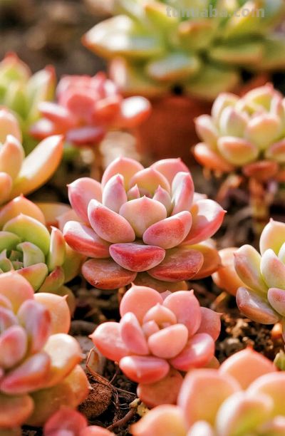 多肉植物壁纸治愈分享 - 图画吧TUHUABA