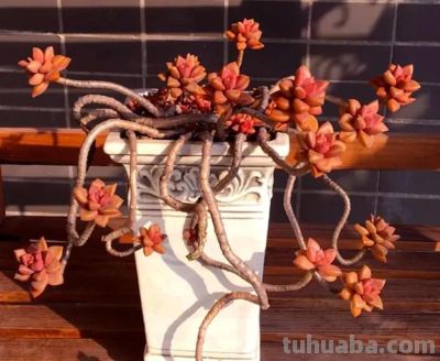 5种多肉，自然长成弯弯曲曲的悬崖老桩，妥妥的“艺术品” - 图画吧TUHUABA