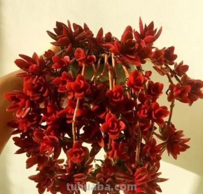 5种多肉，自然长成弯弯曲曲的悬崖老桩，妥妥的“艺术品” - 图画吧TUHUABA