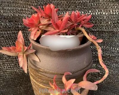 5种多肉，自然长成弯弯曲曲的悬崖老桩，妥妥的“艺术品” - 图画吧TUHUABA