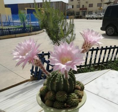 上海一女子离家6年，家里的仙人球竟开满了花，网友：修炼成精了 - 图画吧TUHUABA