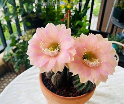 上海一女子离家6年，家里的仙人球竟开满了花，网友：修炼成精了 - 今日头条
