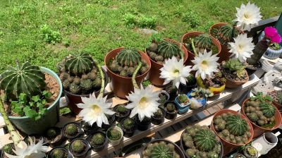 上海一女子离家6年，家里的仙人球竟开满了花，网友：修炼成精了 - 图画吧TUHUABA