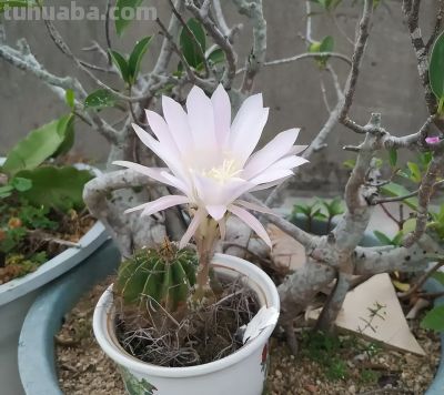 上海一女子离家6年，家里的仙人球竟开满了花，网友：修炼成精了 - 图画吧TUHUABA