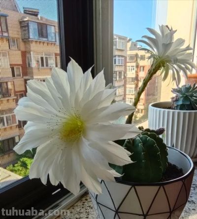 上海一女子离家6年，家里的仙人球竟开满了花，网友：修炼成精了 - 图画吧TUHUABA