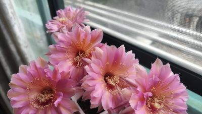 上海一女子离家6年，家里的仙人球竟开满了花，网友：修炼成精了 - 图画吧TUHUABA