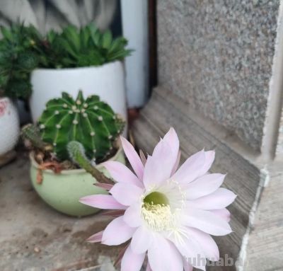 上海一女子离家6年，家里的仙人球竟开满了花，网友：修炼成精了 - 图画吧TUHUABA