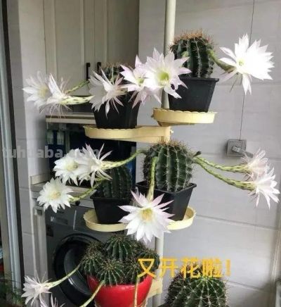网友养了10年的仙人球，女主人笑称：“开成六亲不认的步伐，” - 图画吧TUHUABA
