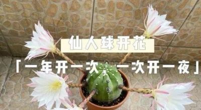网友养了10年的仙人球，女主人笑称：“开成六亲不认的步伐，” - 图画吧TUHUABA
