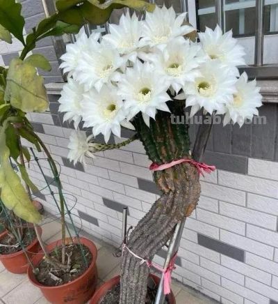 网友养了10年的仙人球，女主人笑称：“开成六亲不认的步伐，” - 图画吧TUHUABA