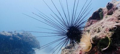 10个海洋生物：把胃吐出来吃饭，还能“偷”植物基因搞光合作用 - 今日头条