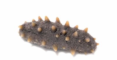 10个海洋生物：把胃吐出来吃饭，还能“偷”植物基因搞光合作用 - 图画吧TUHUABA