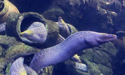 10个海洋生物：把胃吐出来吃饭，还能“偷”植物基因搞光合作用 - 图画吧TUHUABA