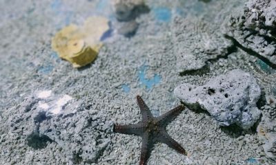 10个海洋生物：把胃吐出来吃饭，还能“偷”植物基因搞光合作用 - 图画吧TUHUABA