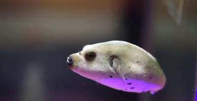 10个海洋生物：把胃吐出来吃饭，还能“偷”植物基因搞光合作用 - 图画吧TUHUABA