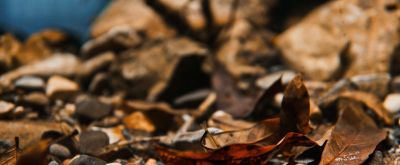 10个海洋生物：把胃吐出来吃饭，还能“偷”植物基因搞光合作用 - 图画吧TUHUABA