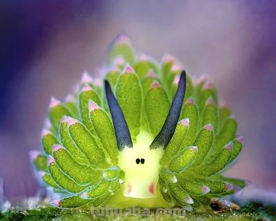 10个海洋生物：把胃吐出来吃饭，还能“偷”植物基因搞光合作用 - 图画吧TUHUABA