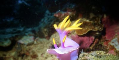 10个海洋生物：把胃吐出来吃饭，还能“偷”植物基因搞光合作用 - 图画吧TUHUABA