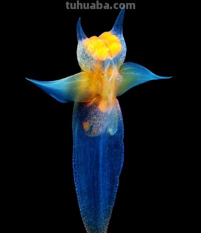 10个海洋生物：把胃吐出来吃饭，还能“偷”植物基因搞光合作用 - 图画吧TUHUABA