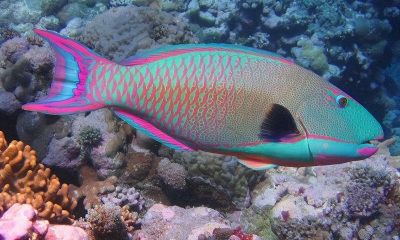 10个海洋生物：把胃吐出来吃饭，还能“偷”植物基因搞光合作用 - 图画吧TUHUABA