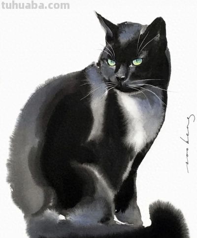 澳大利亚Soo Beng Lim（苏邦林）的猫 - 今日头条