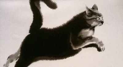 澳大利亚Soo Beng Lim（苏邦林）的猫 - 图画吧TUHUABA