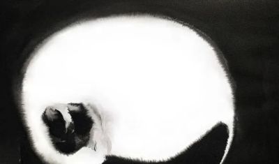 澳大利亚Soo Beng Lim（苏邦林）的猫 - 图画吧TUHUABA