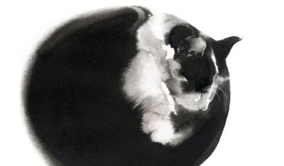 澳大利亚Soo Beng Lim（苏邦林）的猫 - 图画吧TUHUABA