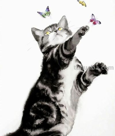 澳大利亚Soo Beng Lim（苏邦林）的猫 - 图画吧TUHUABA